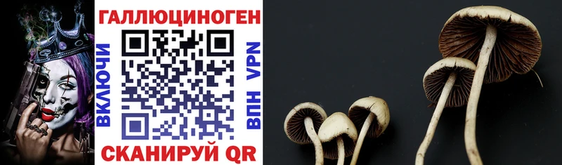 Купить закладки  Куйбышев  Псилоцибиновые грибы MAGIC MUSHROOMS 